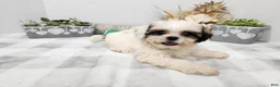 Teddy Bear dogs for sale: Crosby - Ad 13