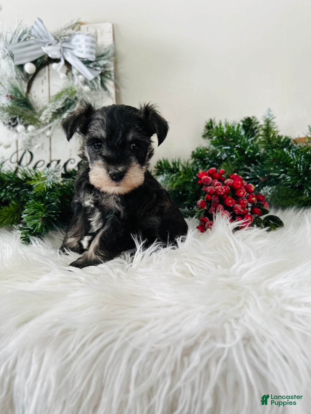 Miniature Schnauzer dogs for sale: Indy - Ad 3
