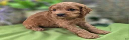Cockapoo dogs for sale: Versace - Ad 12