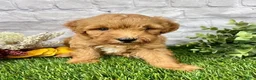 Mini Goldendoodle dogs for sale: Owen Miniature Goldendoodle  - Ad 3
