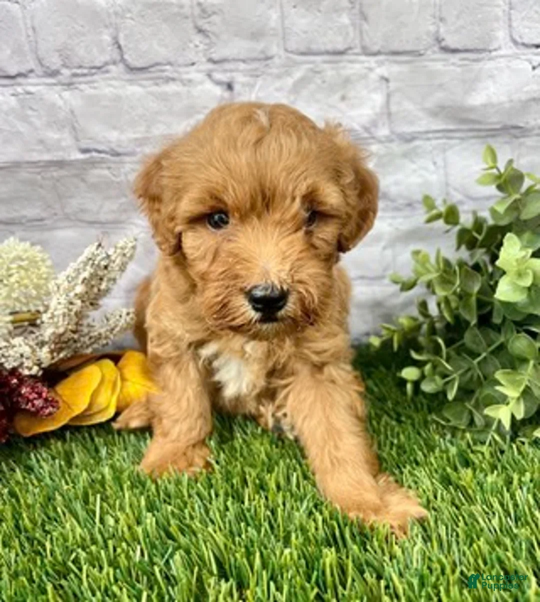 Mini Goldendoodle dogs for sale: Owen Miniature Goldendoodle  - Ad 3