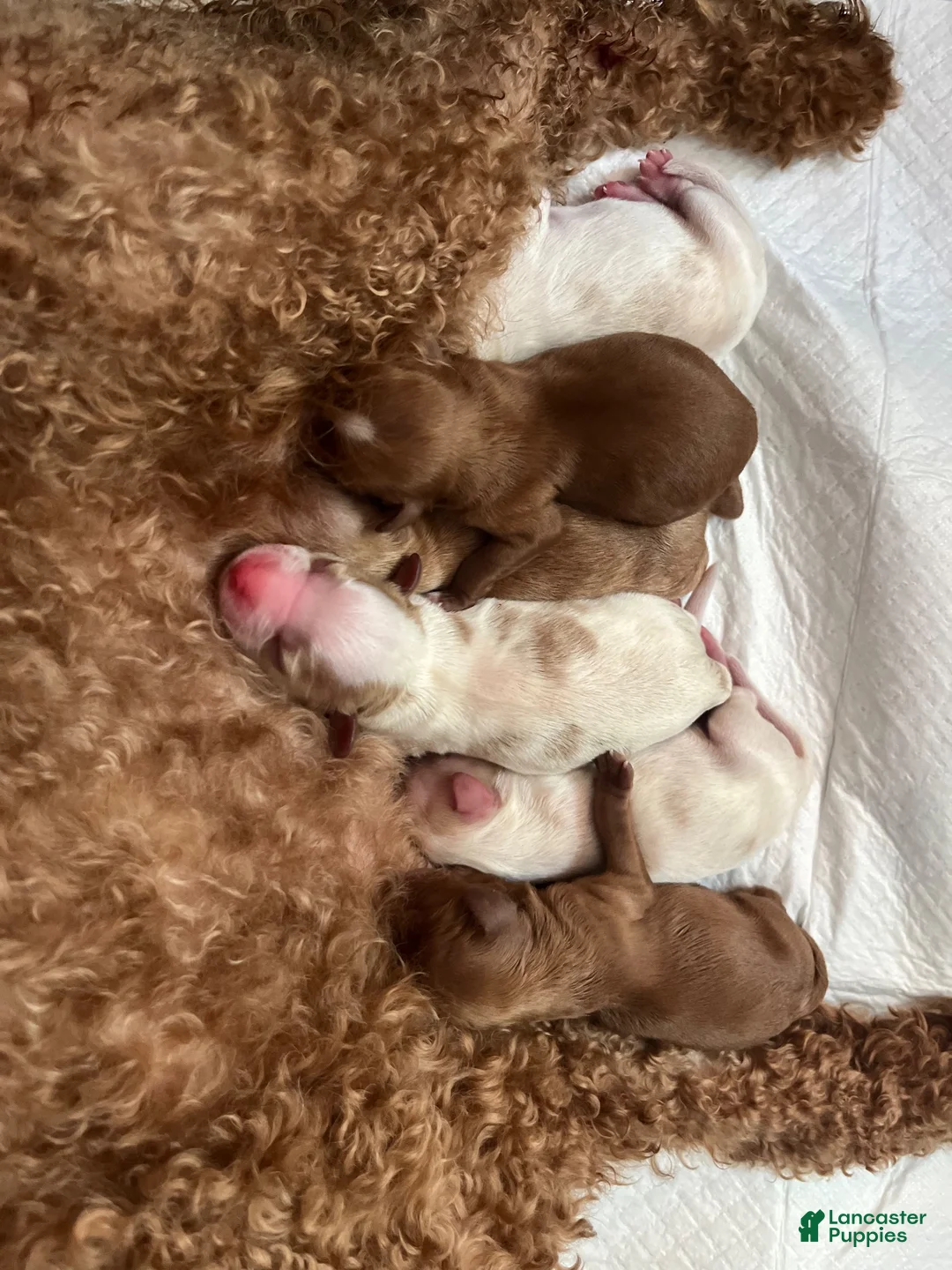 Cavapoo dogs for sale: Ghost - Ad 4