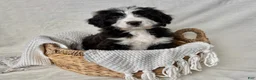 Bernedoodle dogs for sale: Milo - Ad 1