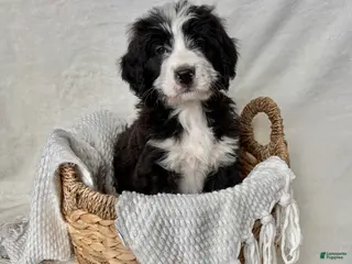 Bernedoodle dogs Milo - Ad 3