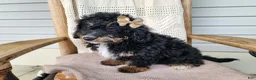 Mini Bernedoodle dogs for sale: Karly - Ad 11
