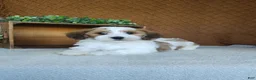 Havanese dogs for sale: Biscuit  - Ad 3