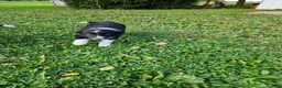 Border Collie dogs for sale: Gus - Ad 4