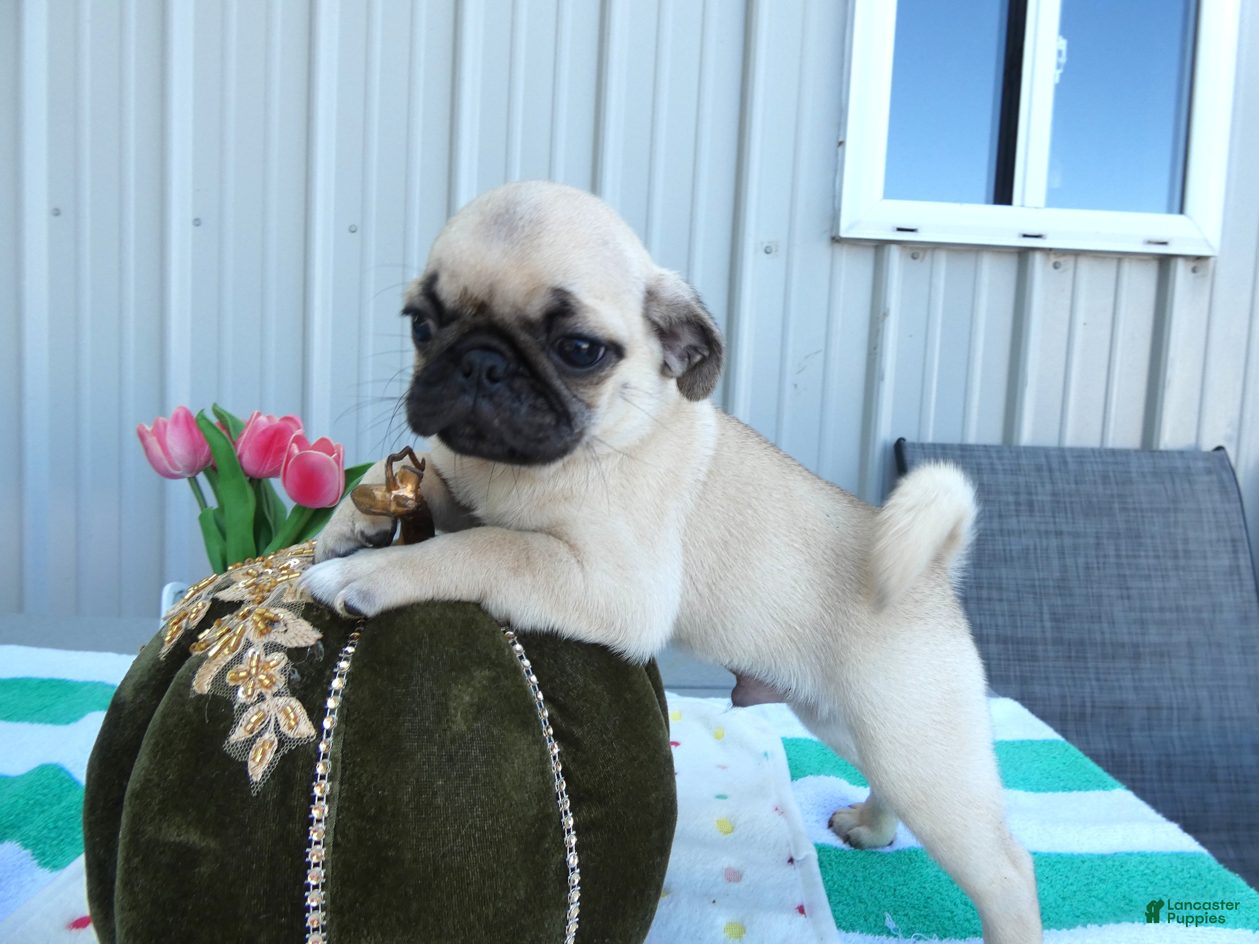 Pug dogs Pug 2 Buster - Ad 32
