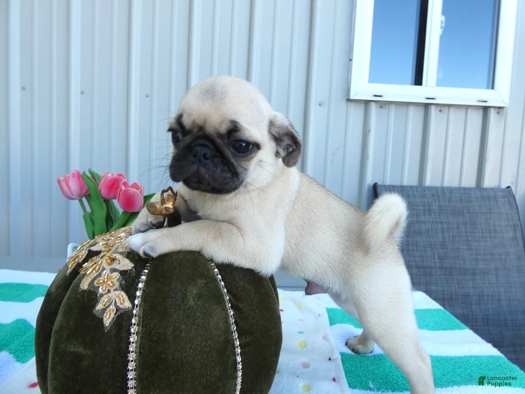 Pug dogs for sale: Pug 2 Buster - Ad 1