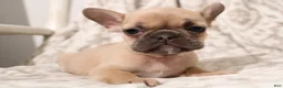 French Bulldog dogs for sale: Link - Ad 13