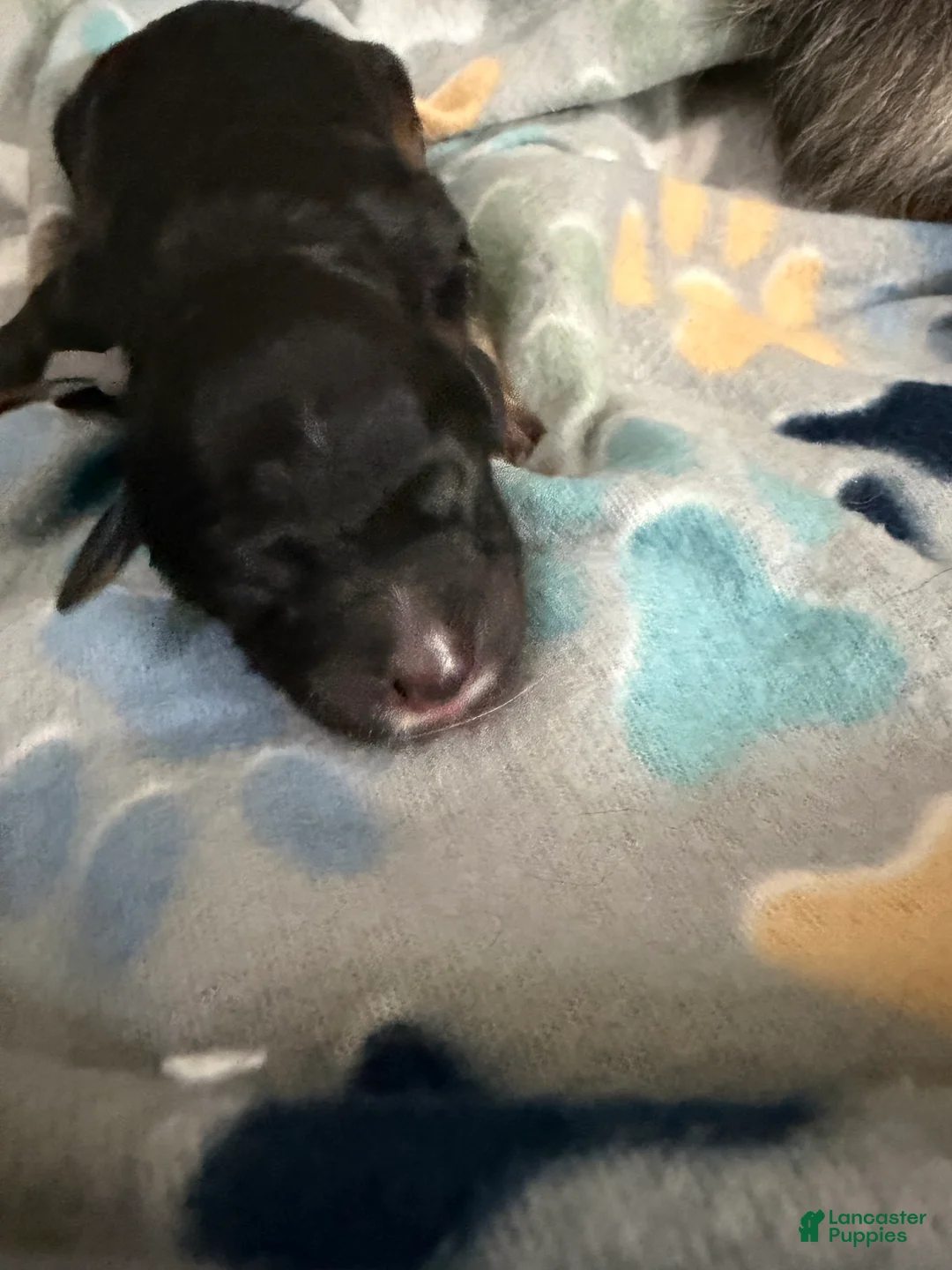 Mixed Breed dogs for sale: Mixed Breed Puppy 5 - Ad 1