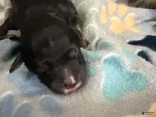 Mixed Breed dogs Mixed Breed Puppy 5 - Ad 15