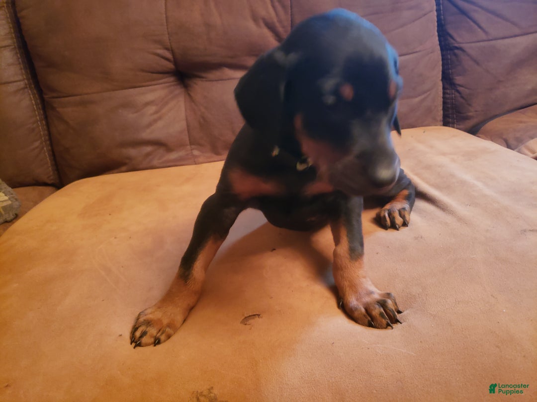 Doberman Pinscher dogs for sale: Elik - Ad 2