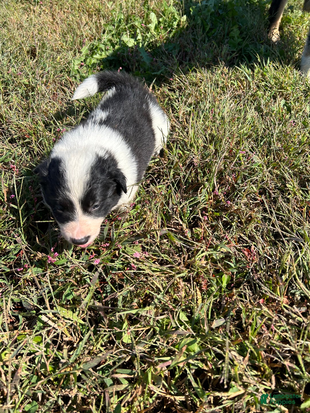 Border Collie dogs for sale: Border Collie Puppy 2 - Ad 7