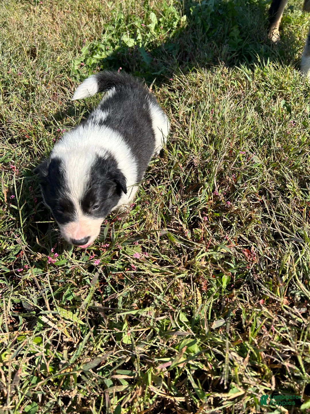 Border Collie dogs for sale: Border Collie Puppy 2 - Ad 7