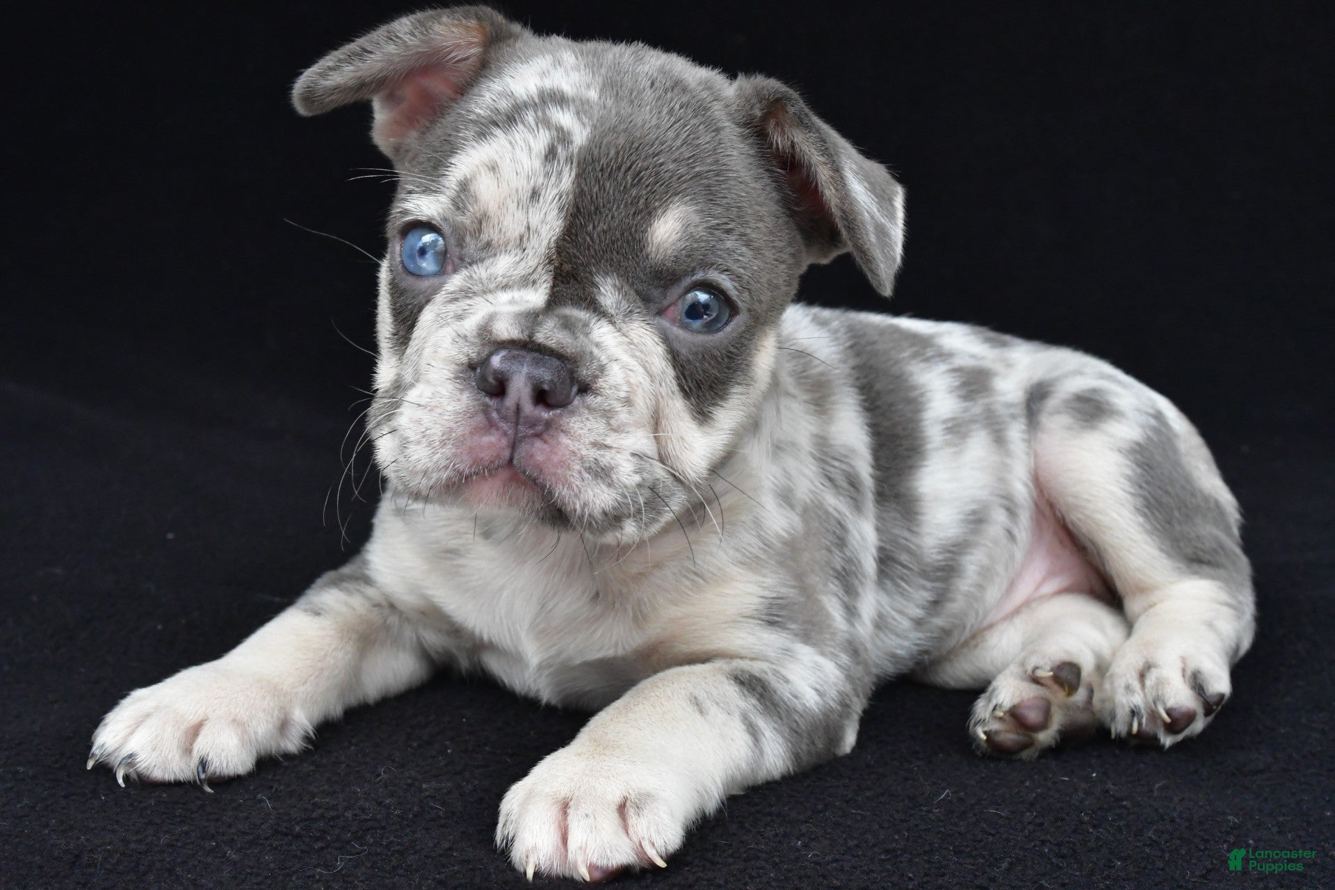 French Bulldog dogs kya - Ad 1