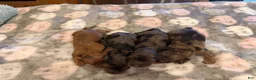 Miniature Dachshund dogs for sale: Red dappleBoy - Ad 2