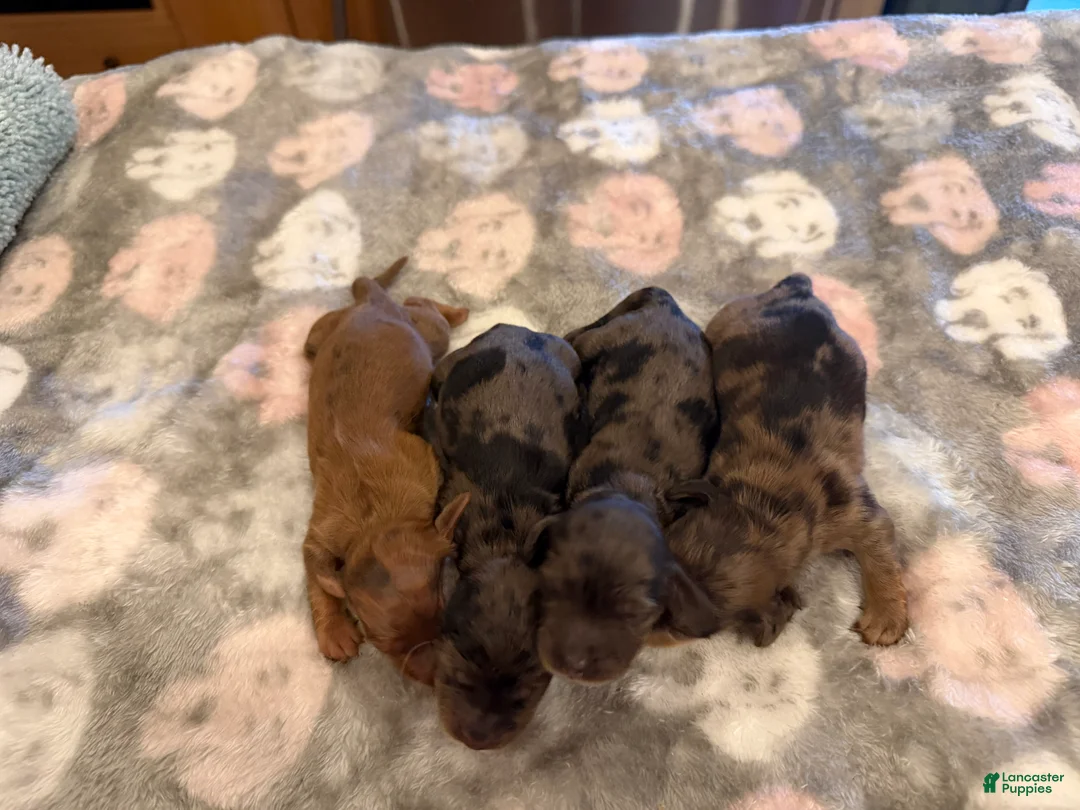 Miniature Dachshund dogs for sale: Red dappleBoy - Ad 2