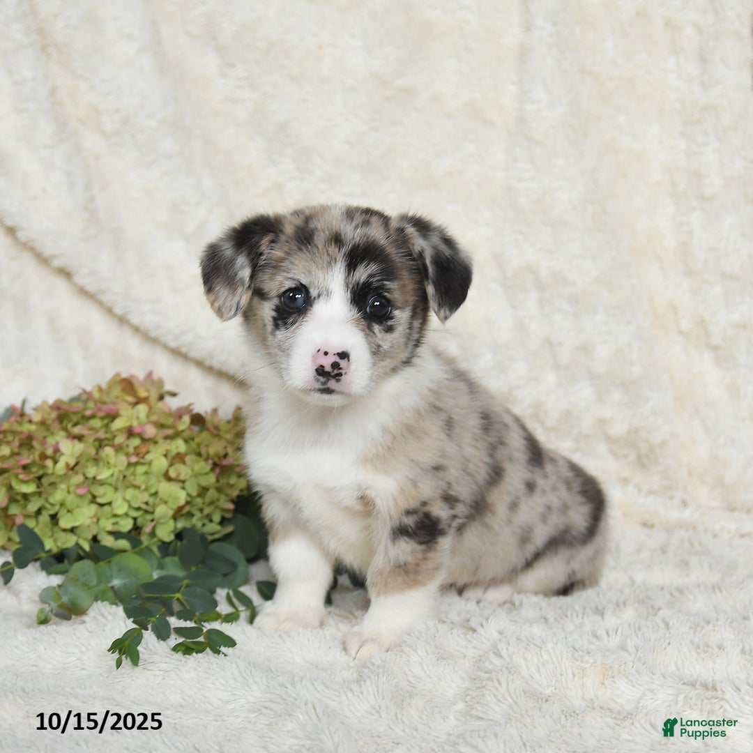 Welsh Corgi Pembroke dogs for sale: Aspen - Ad 2
