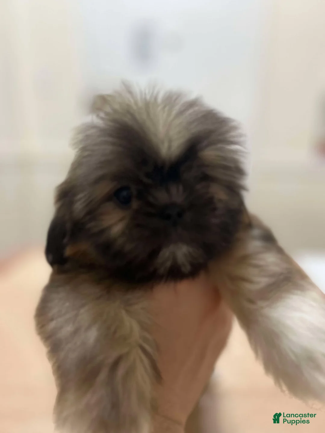 Shih Tzu dogs for sale: Jello - Ad 3