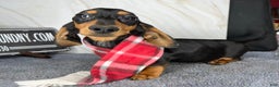 Miniature Dachshund dogs for sale: Ch AKC sire - Ad 1