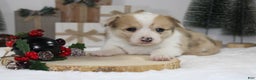 Welsh Corgi Pembroke dogs for sale: Bella - Ad 1