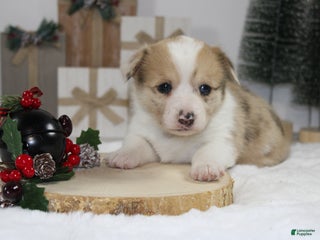 Welsh Corgi Pembroke dogs Bella - Ad 12