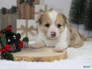 Welsh Corgi Pembroke dogs Bella - Ad 6