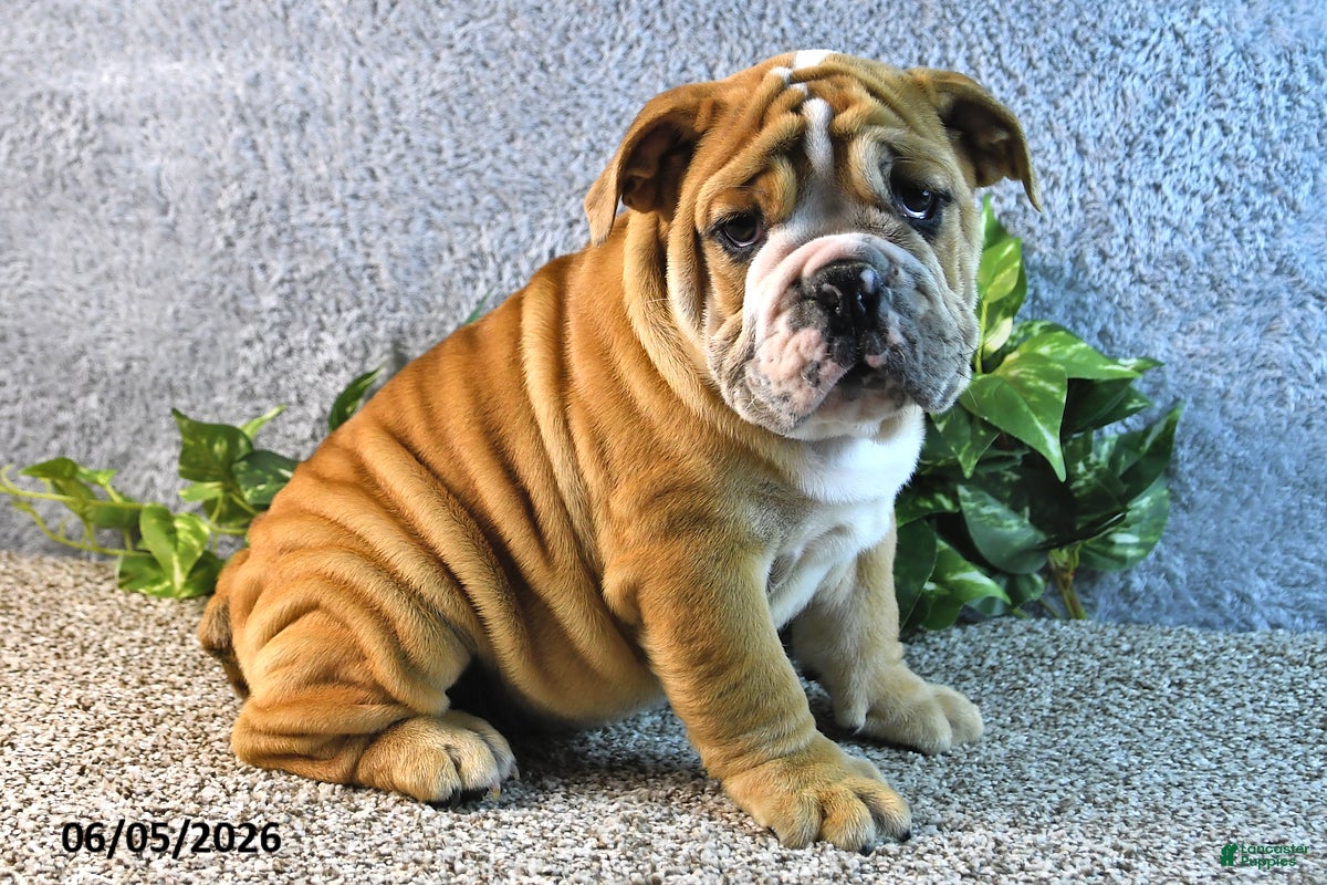 English Bulldog dogs Jeffrey - Ad 1