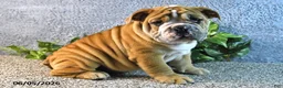English Bulldog dogs for sale: Jeffrey - Ad 1