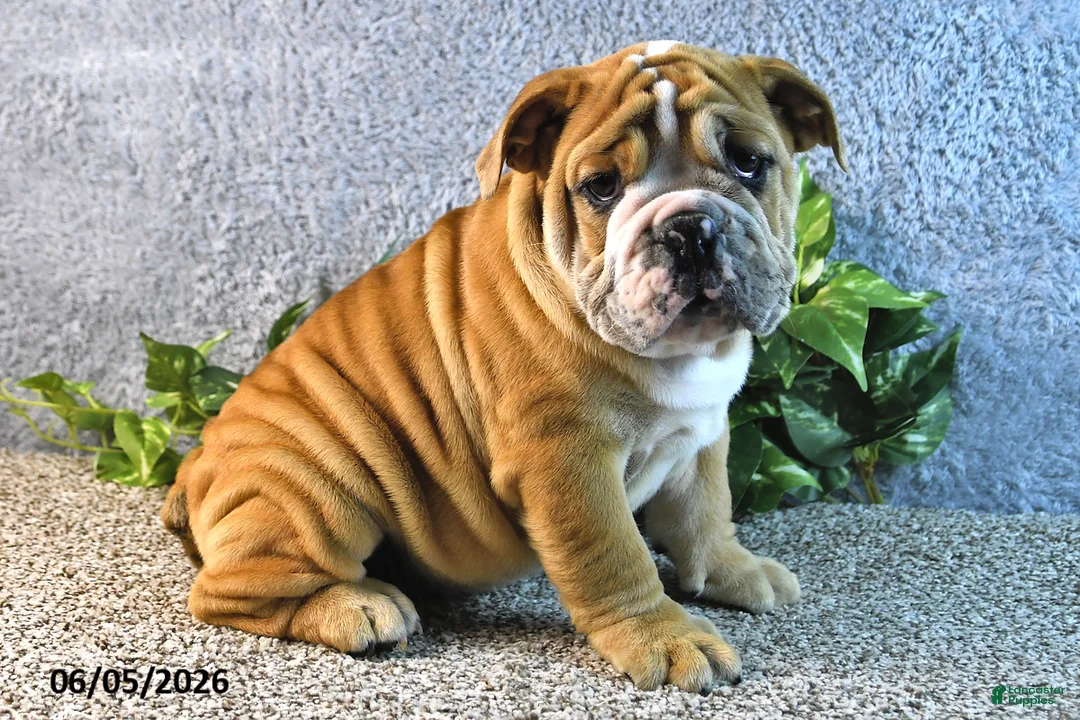 English Bulldog dogs for sale: Jeffrey - Ad 1