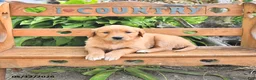 Golden Retriever dogs for sale: Bailey - Ad 3