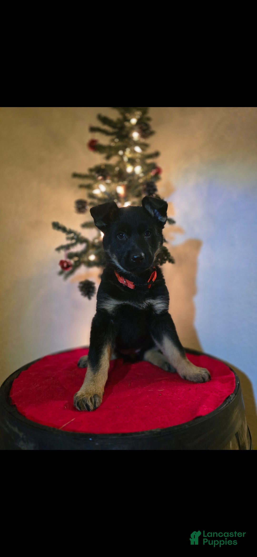 German Shepherd dogs for sale: Delta - Ad 1