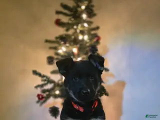 German Shepherd dogs Delta - Ad 12