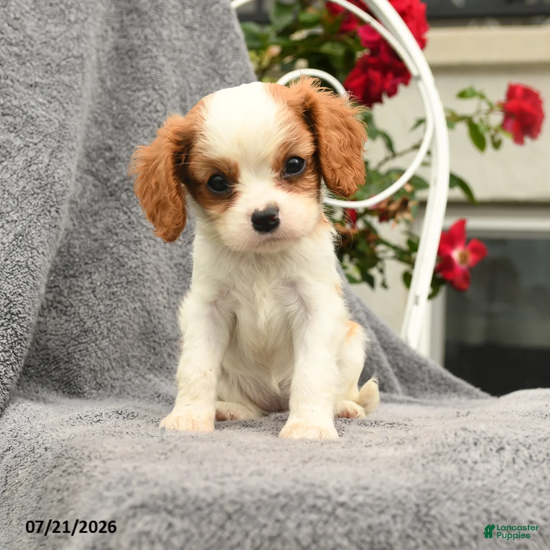 Cavalier King Charles Spaniel dogs for sale: Selena - Ad 5