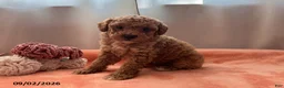 Miniature Poodle dogs for sale: Tilly - Ad 3