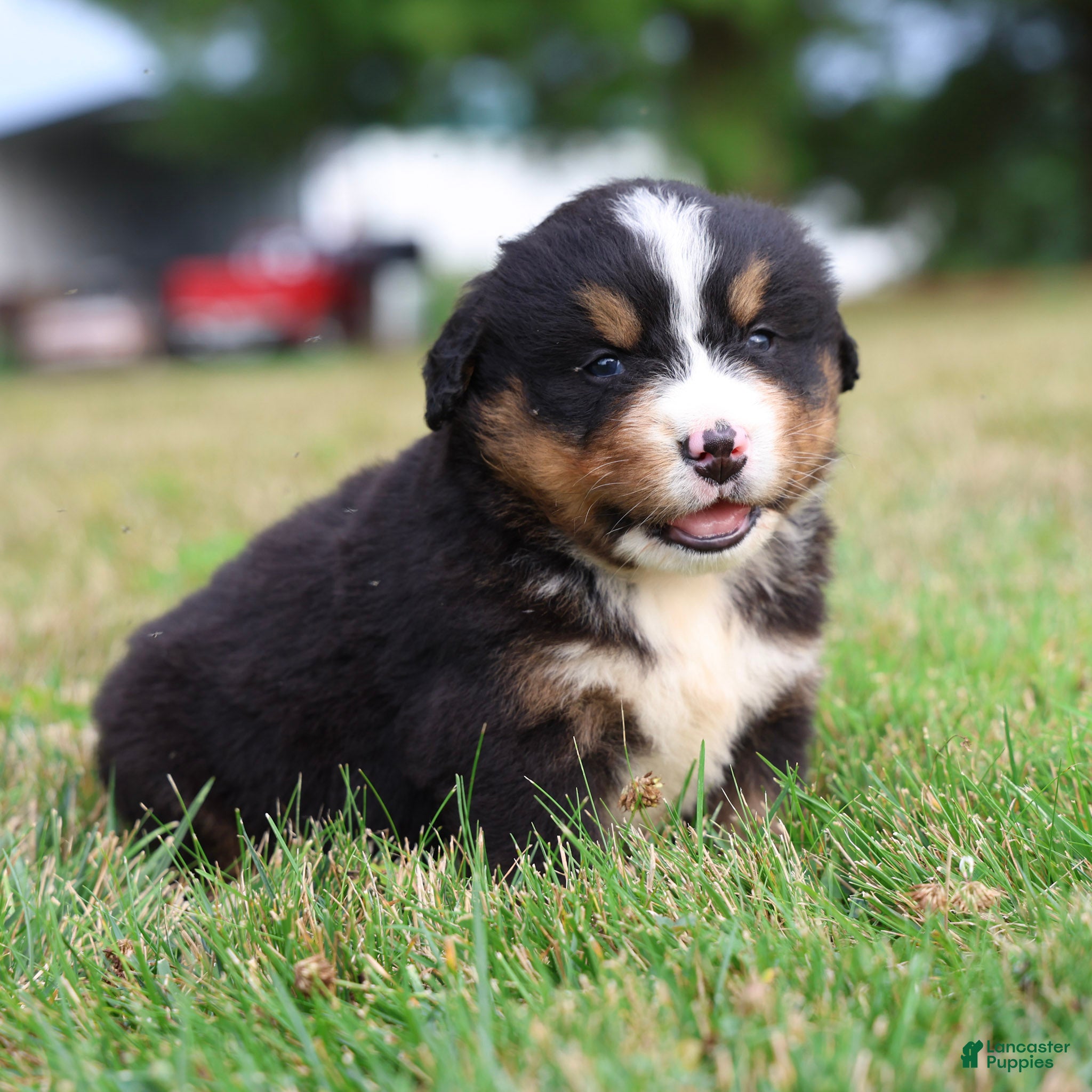 Bernese Mountain Dog dogs Sullivan - Ad 1