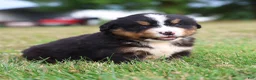 Bernese Mountain Dog dogs for sale: Sullivan - Ad 1