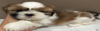 Shih Tzu Puppy 1