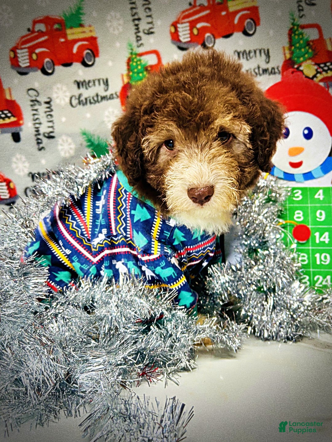 Havapoo dogs for sale: Whisky - Ad 3