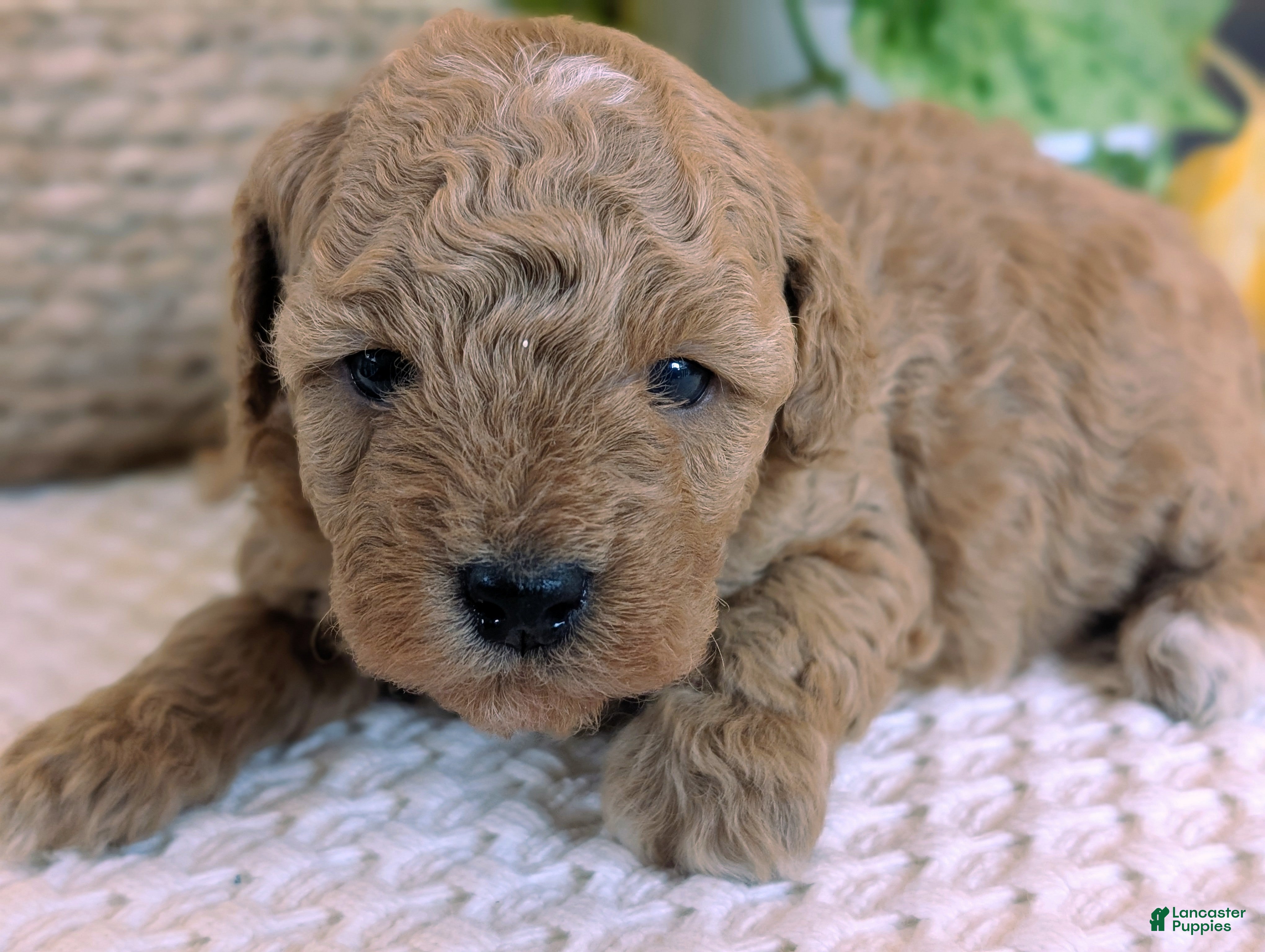 Mini Goldendoodle dogs Tucker - Ad 2