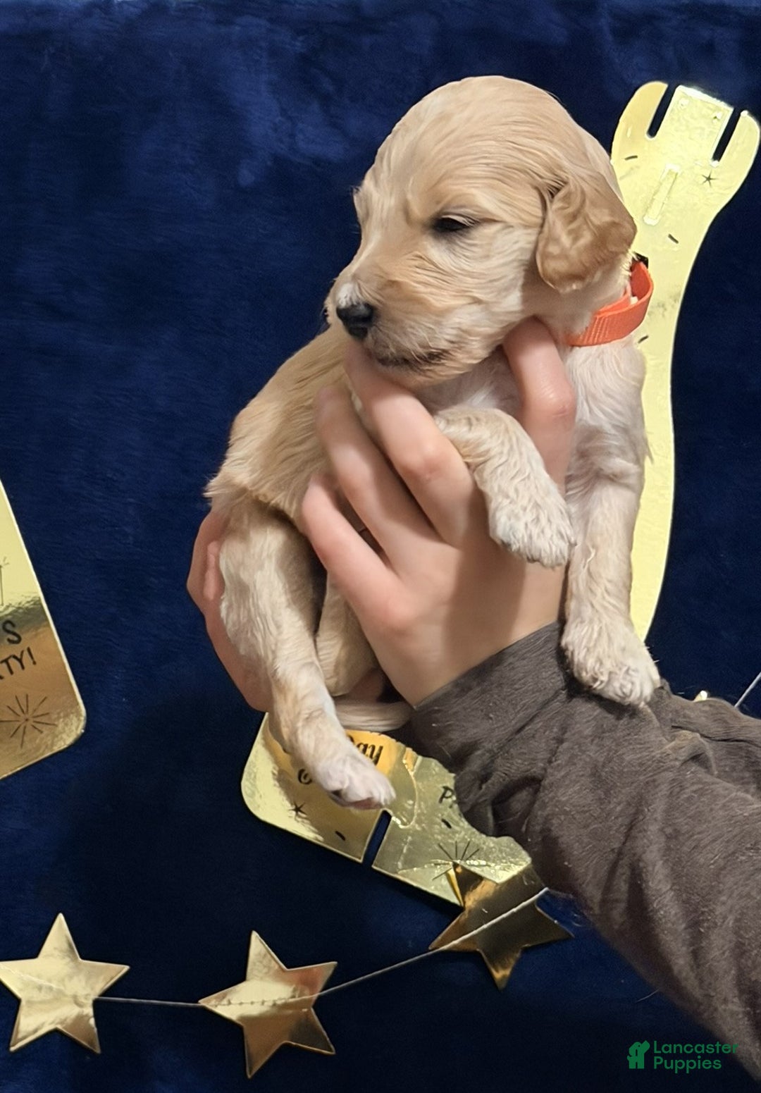Goldendoodle dogs for sale: Goldendoodle Puppy 2 - Ad 1