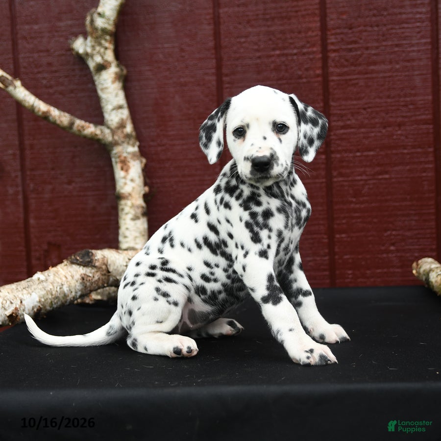 Dalmatian dogs Jade - Ad 1