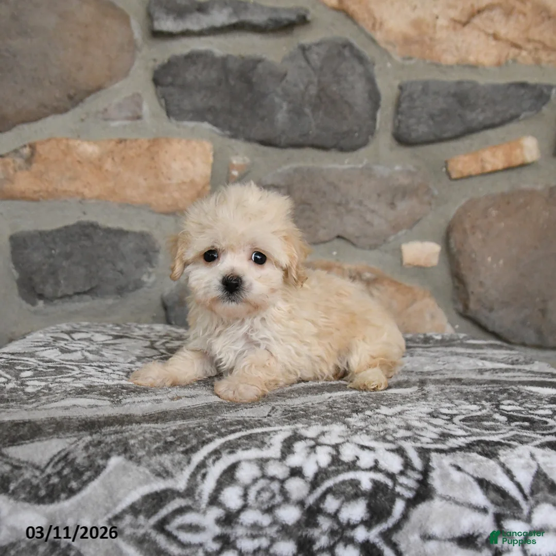 Maltipoo dogs for sale: Angel - Ad 2