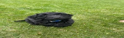 Labradoodle dogs for sale: Shadow - Ad 20