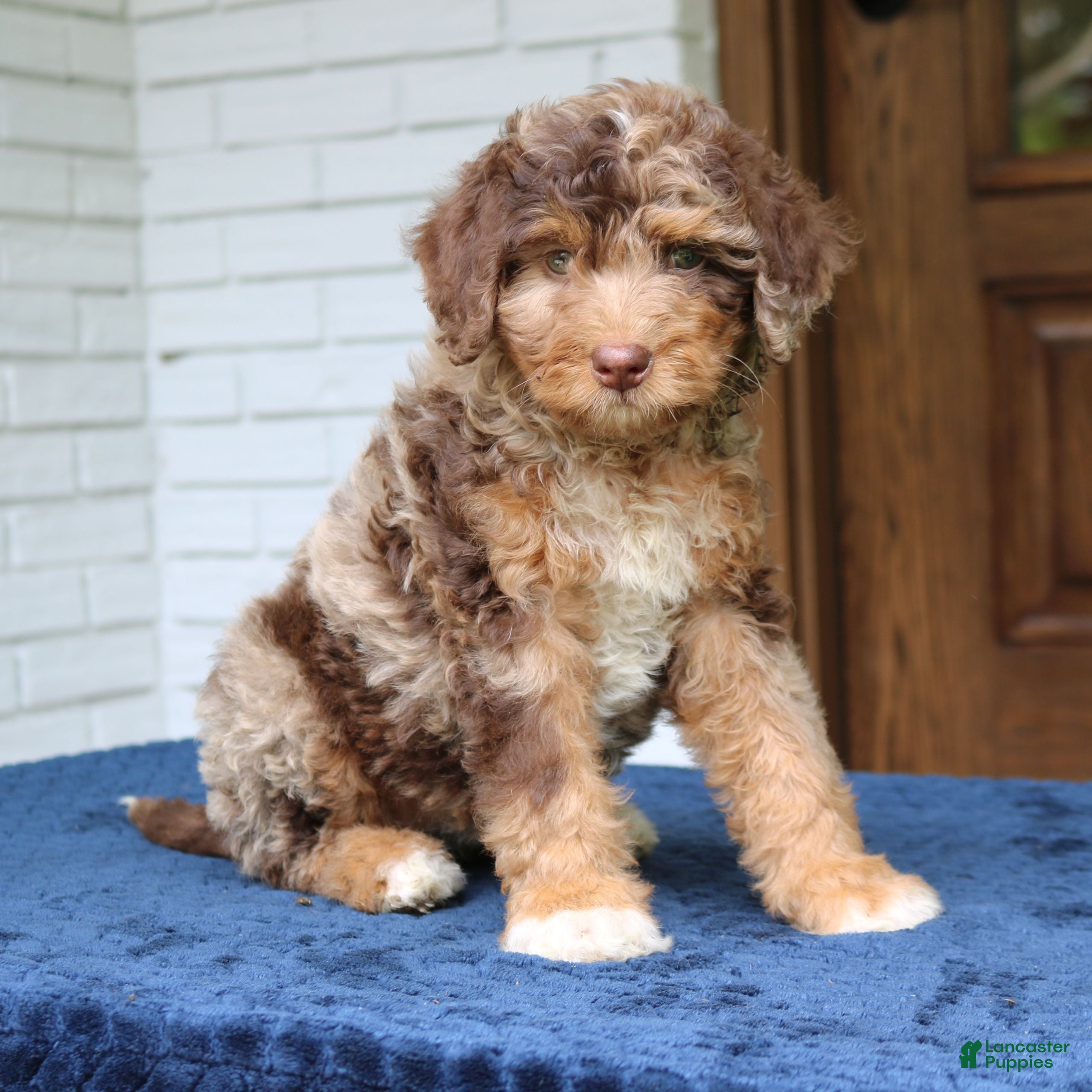 Mini Bernedoodle dogs for sale: Rosie  - Ad 4