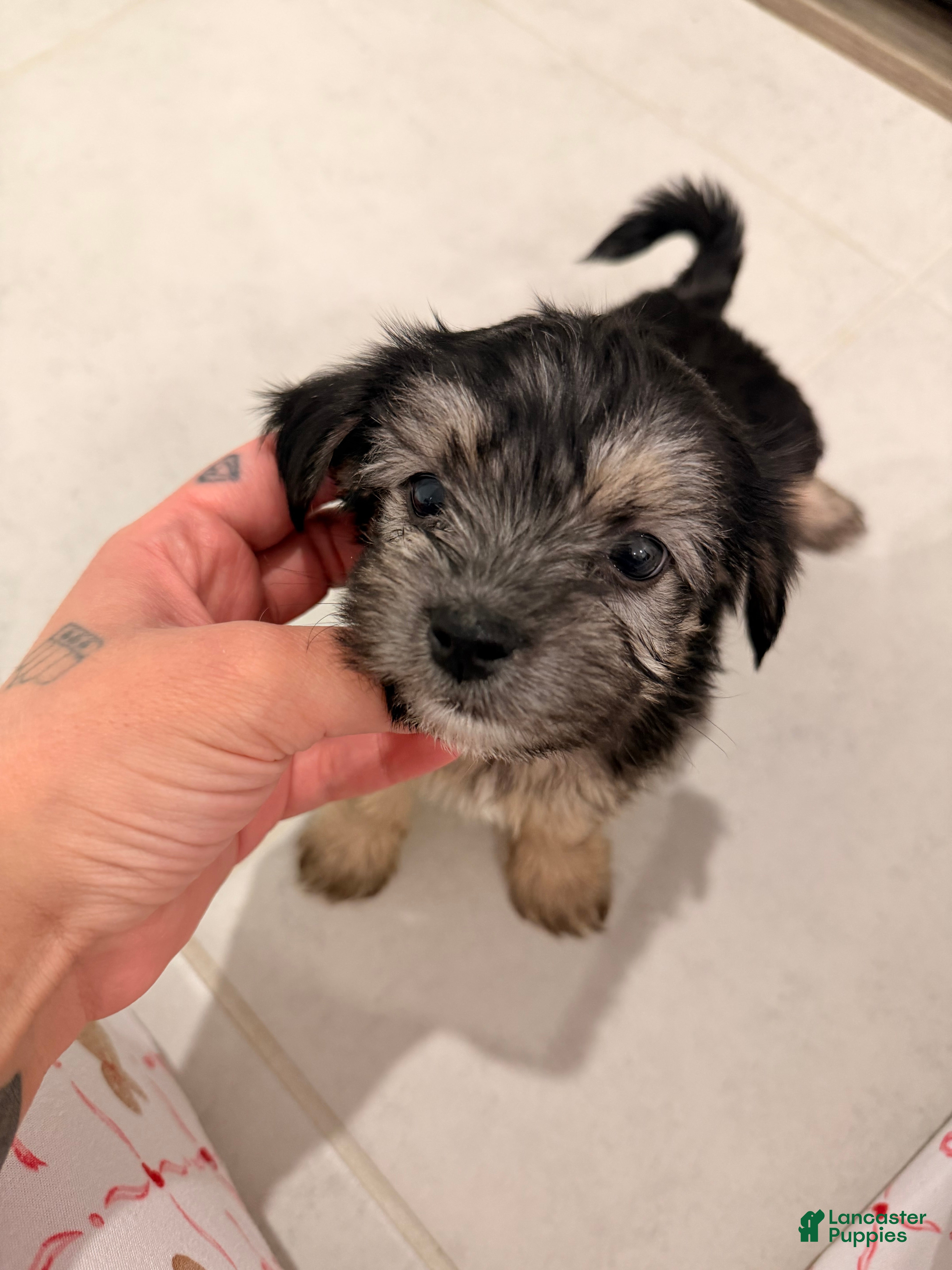 Mixed Breed dogs Rocky - Ad 5