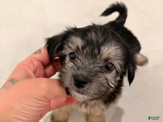 Mixed Breed dogs Rocky - Ad 6
