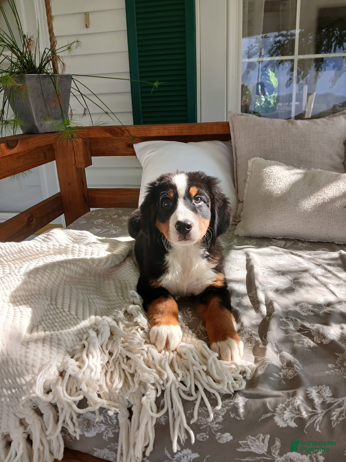 Bernese Mountain Dog dogs Anson - Ad 2