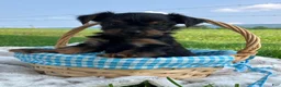 Yorkshire Terrier dogs for sale: Heath - Ad 2